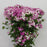 [Full Bloom] Barbatus Dianthus (Imported) - Pink