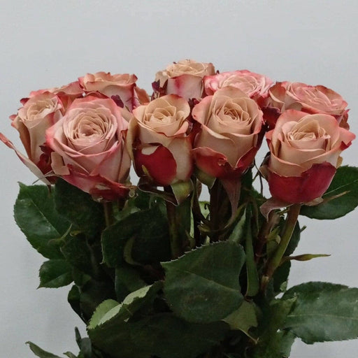 [Full Bloom] Rose - Cappucino (10 Stems)