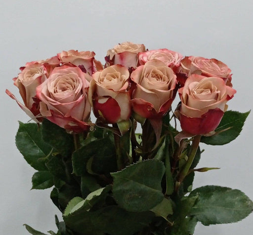 Rose 40cm (Imported) - Cappucino