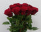Rose 40cm Africana - Red (25 Stems)