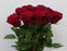 Rose Upper Class 40cm (Imported) - Red [10 Stems]