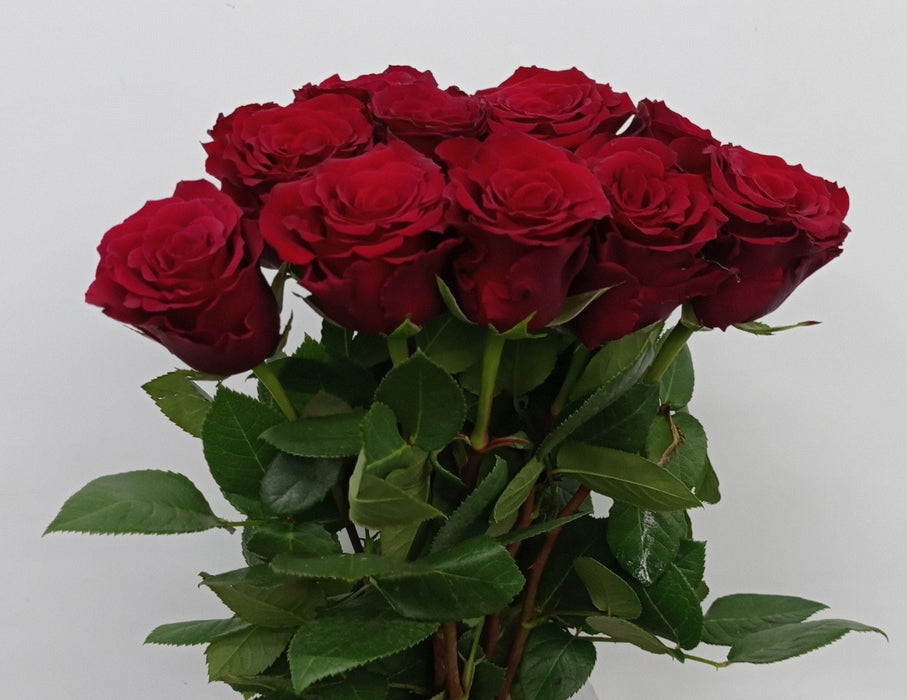 Rose 40cm Explorer (Imported) - Red [10 Stems]