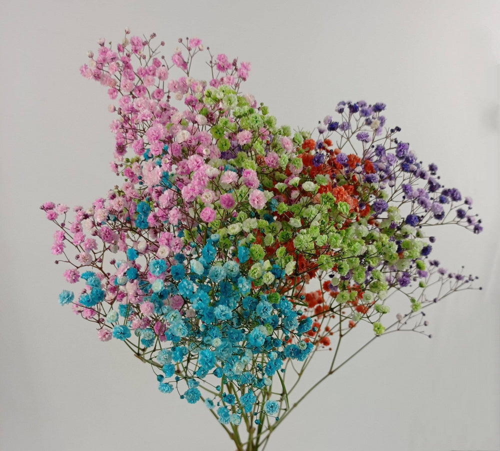 Gypsophila Xlence Baby Breath - Rainbow (300g)