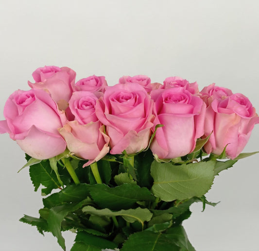 Rose 50cm - Pink (10 Stems)