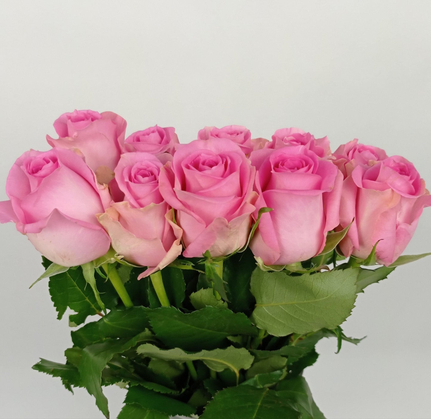 Rose 40cm - Pink (10 Stems)