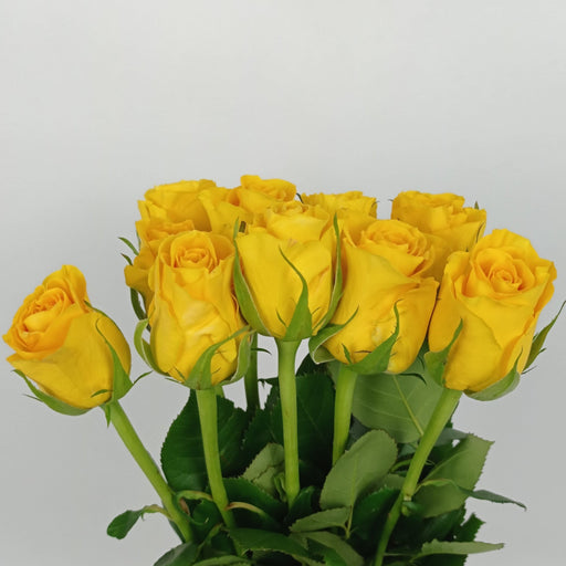 Rose 50cm Bikini - Yellow (10 Stems)