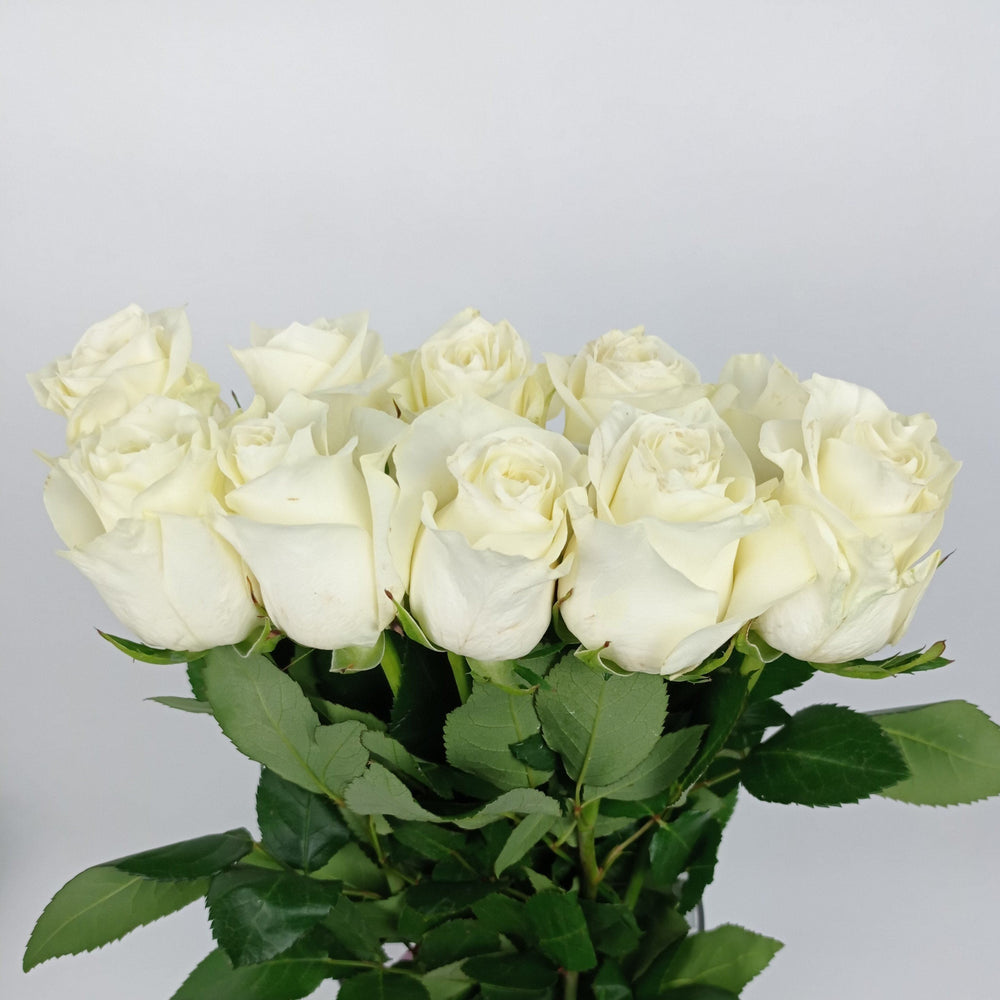 Rose 50cm Mondial (Imported) - White [10 Stems]