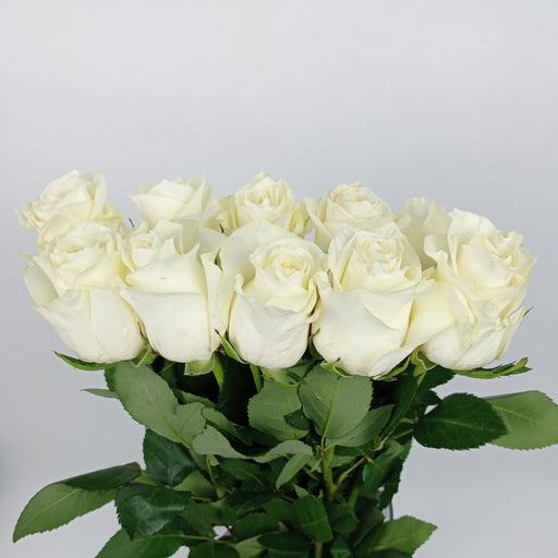 Rose Proud 40cm (Imported) - White [10 Stems]