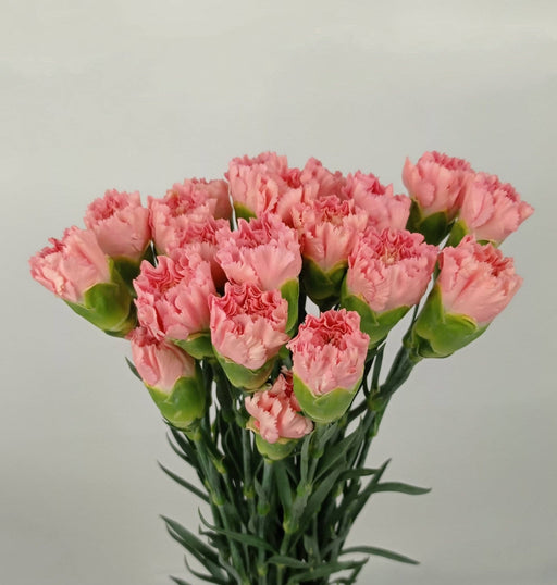 PRE-ORDER Mother's Day Carnations (Imported) - Carmen Pink [20 Stems]
