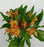 Alstroemeria (Imported) - Orange