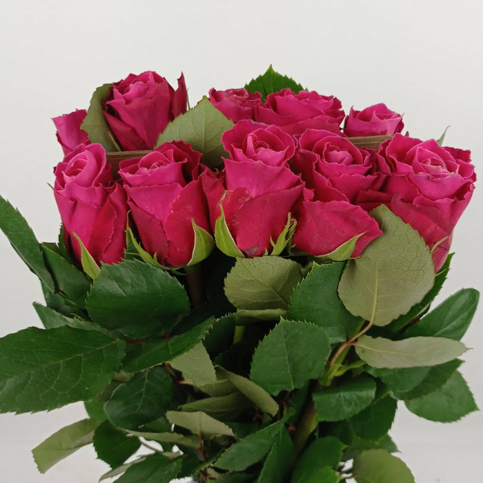 Rose 50cm Topaz (Imported) - Shocking Pink [10 Stems]