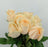 Rose Magic Avalanche 50cm (Kenya) - Light Peach