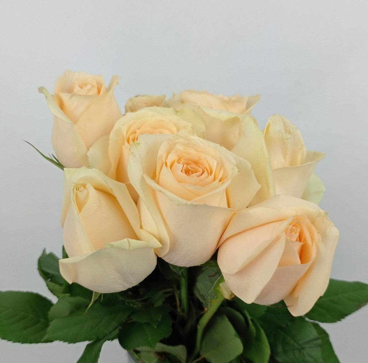 Savalanche Roses Rose Magic Avalanche 50cm - Peach (10 Stems)