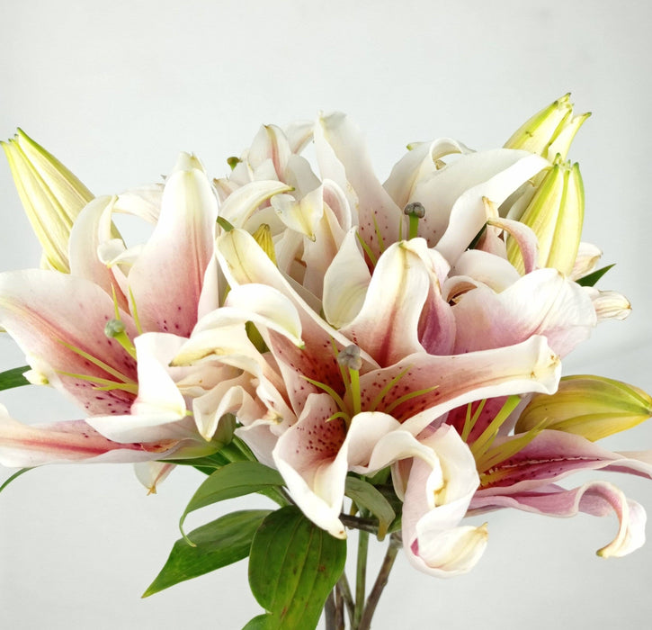 Fully Bloom Lily (Imported) - Light Pink 4 Heads