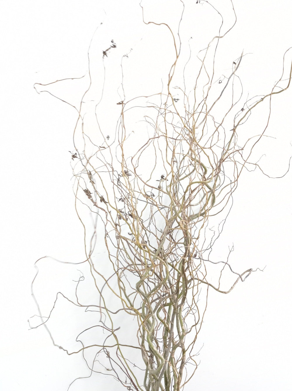 [Clearance] Salix (Imported) - Natural