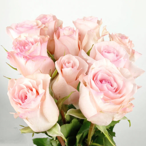 Rose Premium 50cm Nena - Light Pink (10 Stems)
