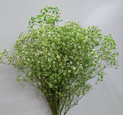 Dried Baby's Breath - Green