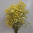 Dried Baby's Breath - Yellow