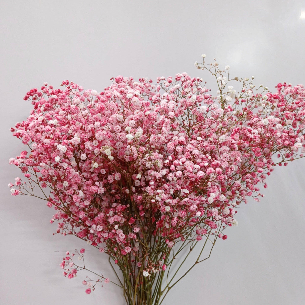 Shop Imported Fresh Cut Gypsophila Baby's Breath