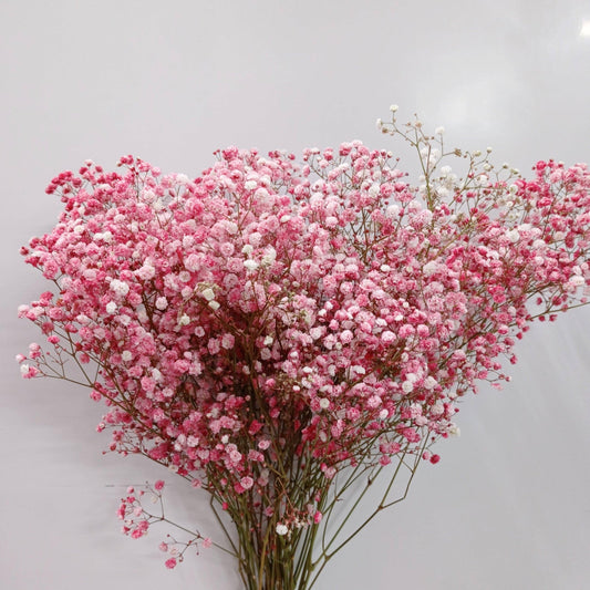 Gypsophila Baby Breath - Red [20 Stems]
