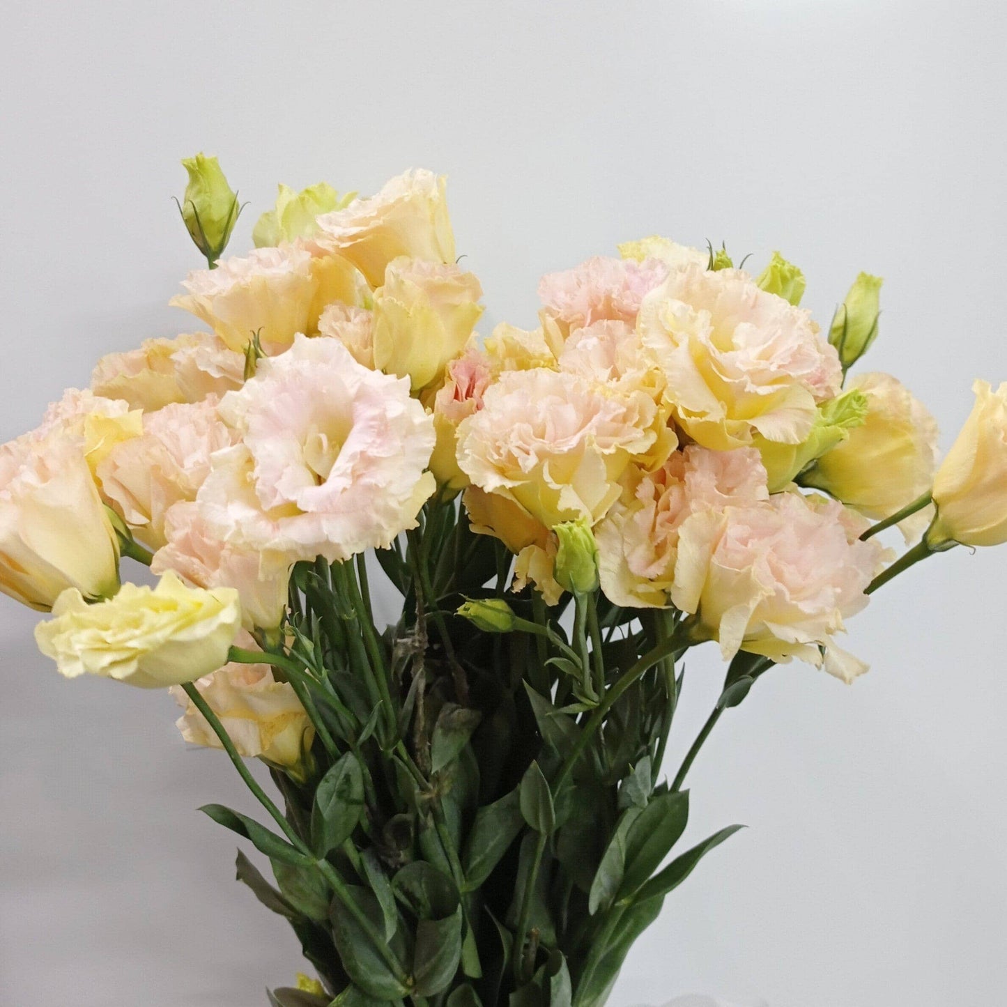 FCMVD03 - Rose, Eustomas & Chamomile