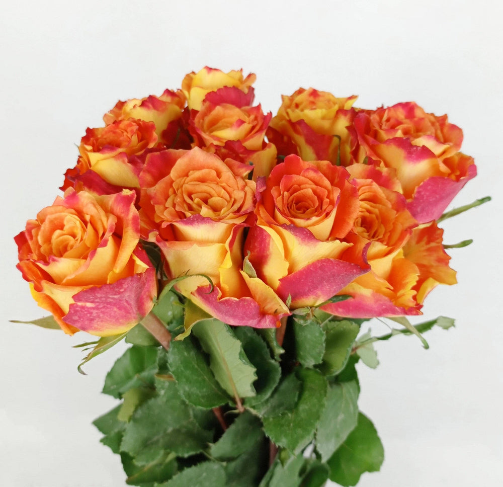 Atomic Rrose Rose Atomic 50cm - 2 Tone Orange Red – Floristika.com.my