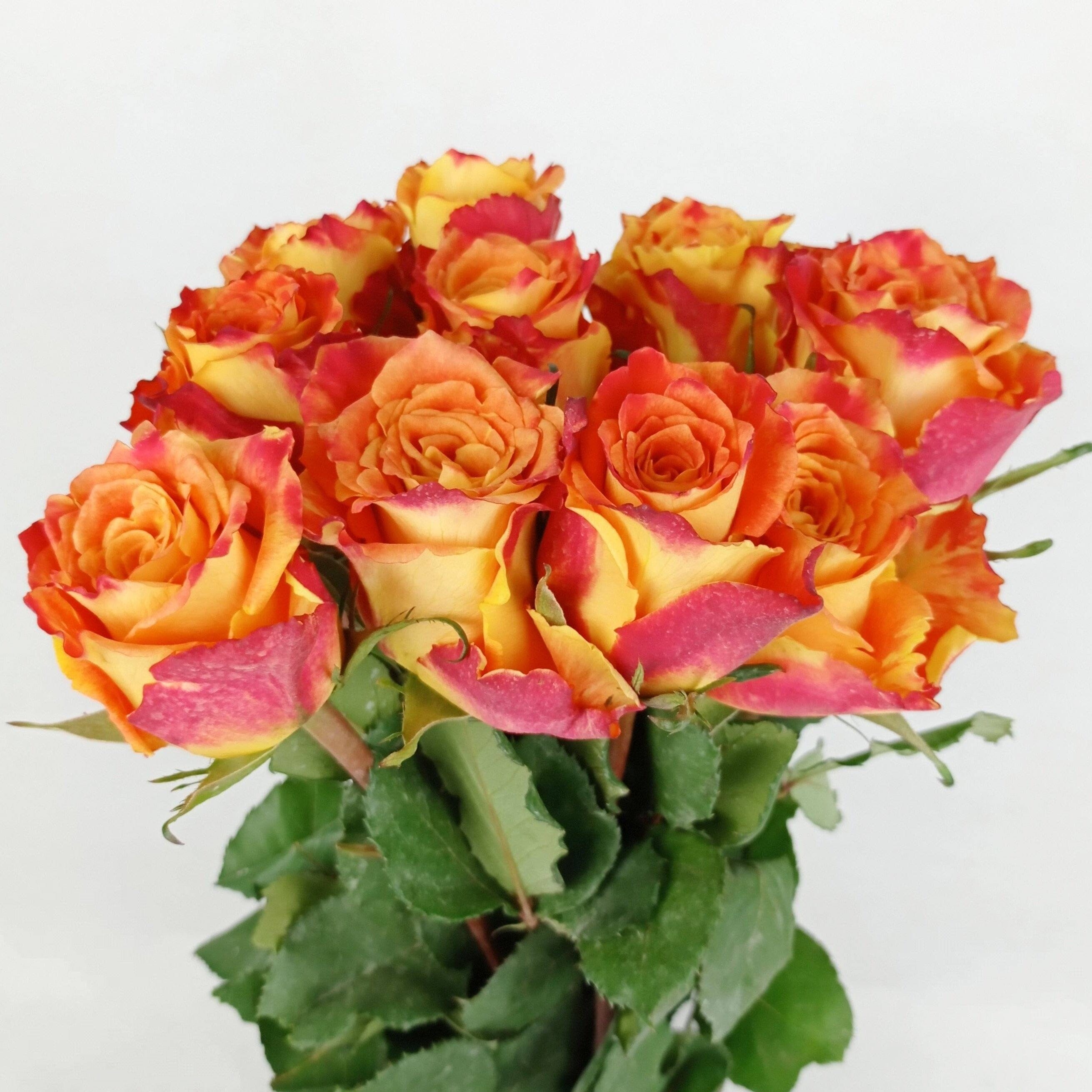 O2 Priority Red Roses Rose - 2 Tone Orange Red (10 Stems)