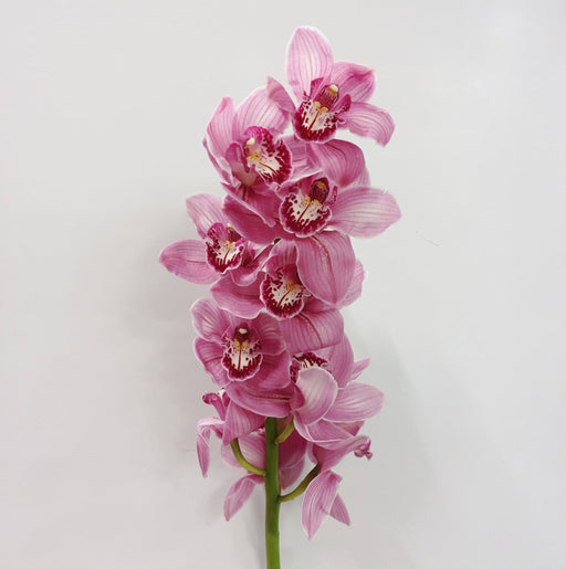 Cymbidium 60cm (Imported) - Pink [8 Buds]