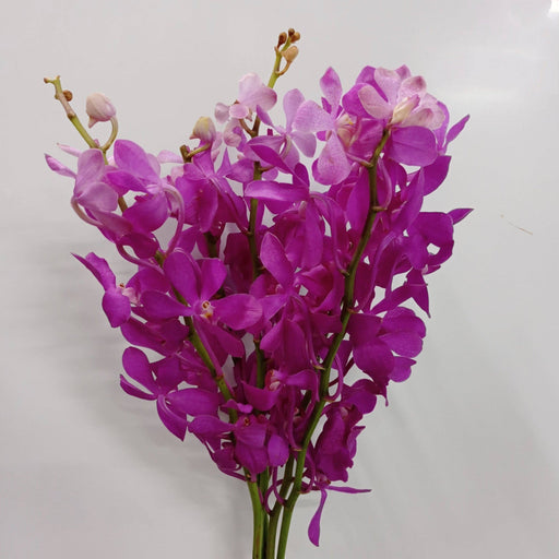 Orchid (Imported) - Purple [10 Stems]