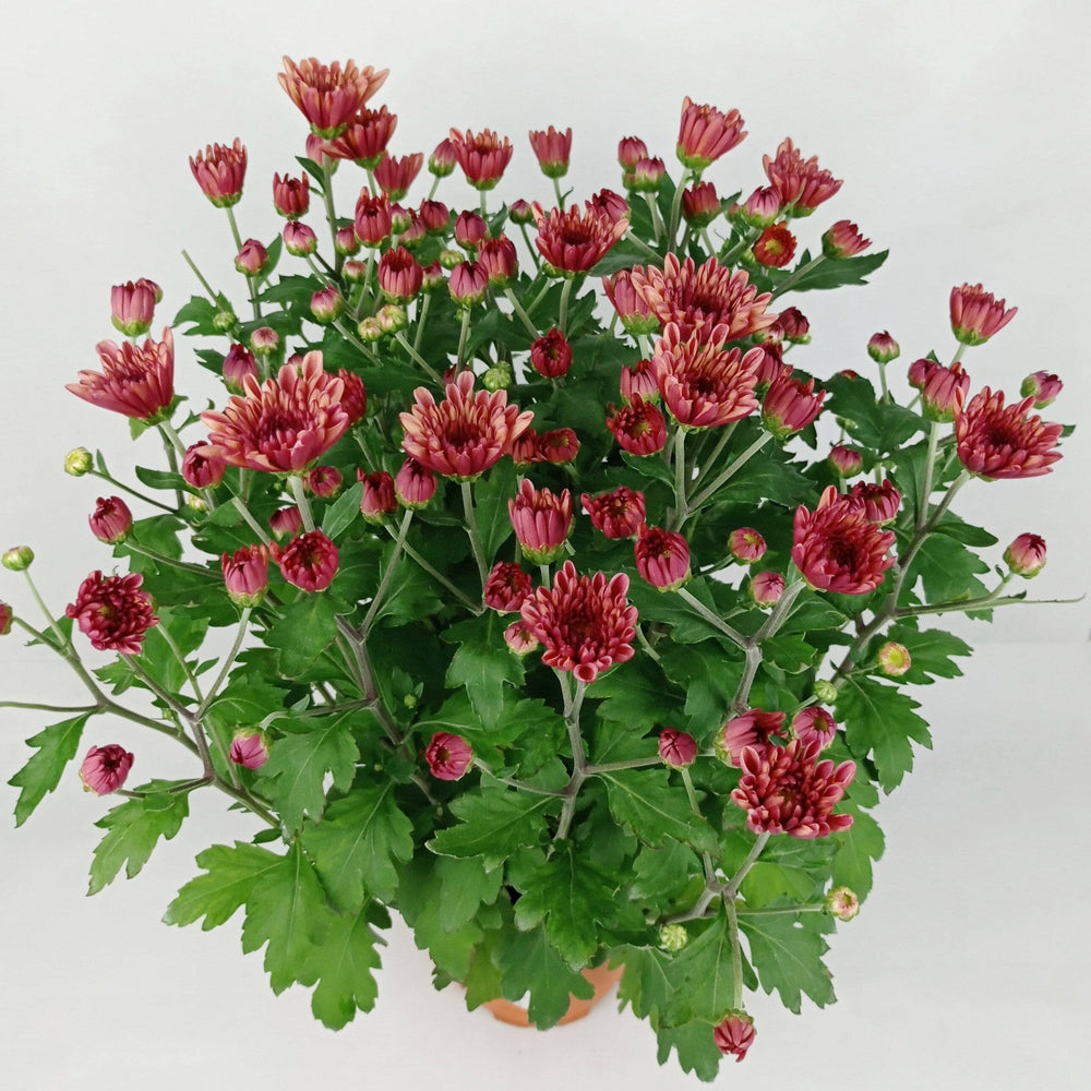 Chrysanthemum - Maroon (P150)