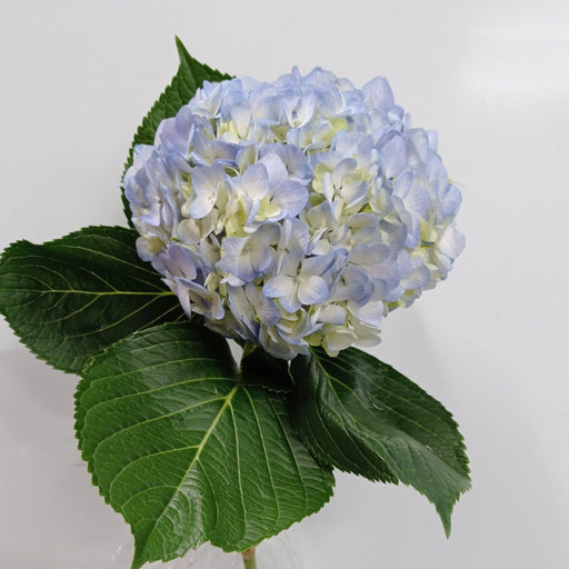 [Clearance Full Bloom Flower] Hydrangea - Light Blue