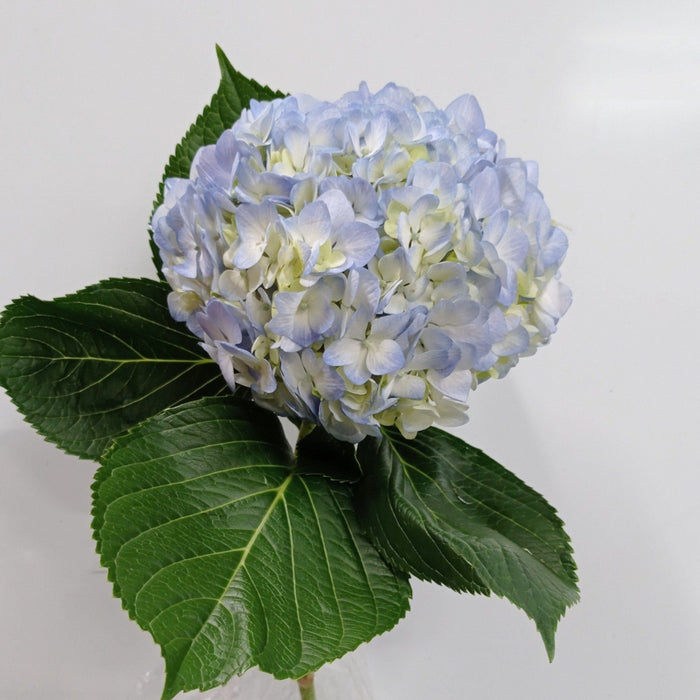 [Clearance Full Bloom Flower] Hydrangea - Light Blue