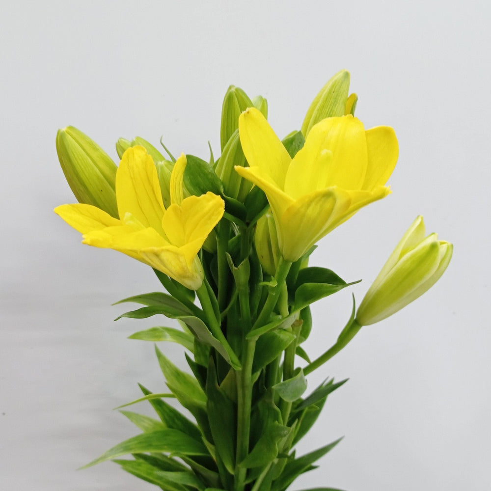Full Bloom Lily LA Nashville (Imported) - Yellow [5 Stems]