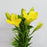 Full Bloom Lily LA Nashville (Imported) - Yellow [5 Stems]