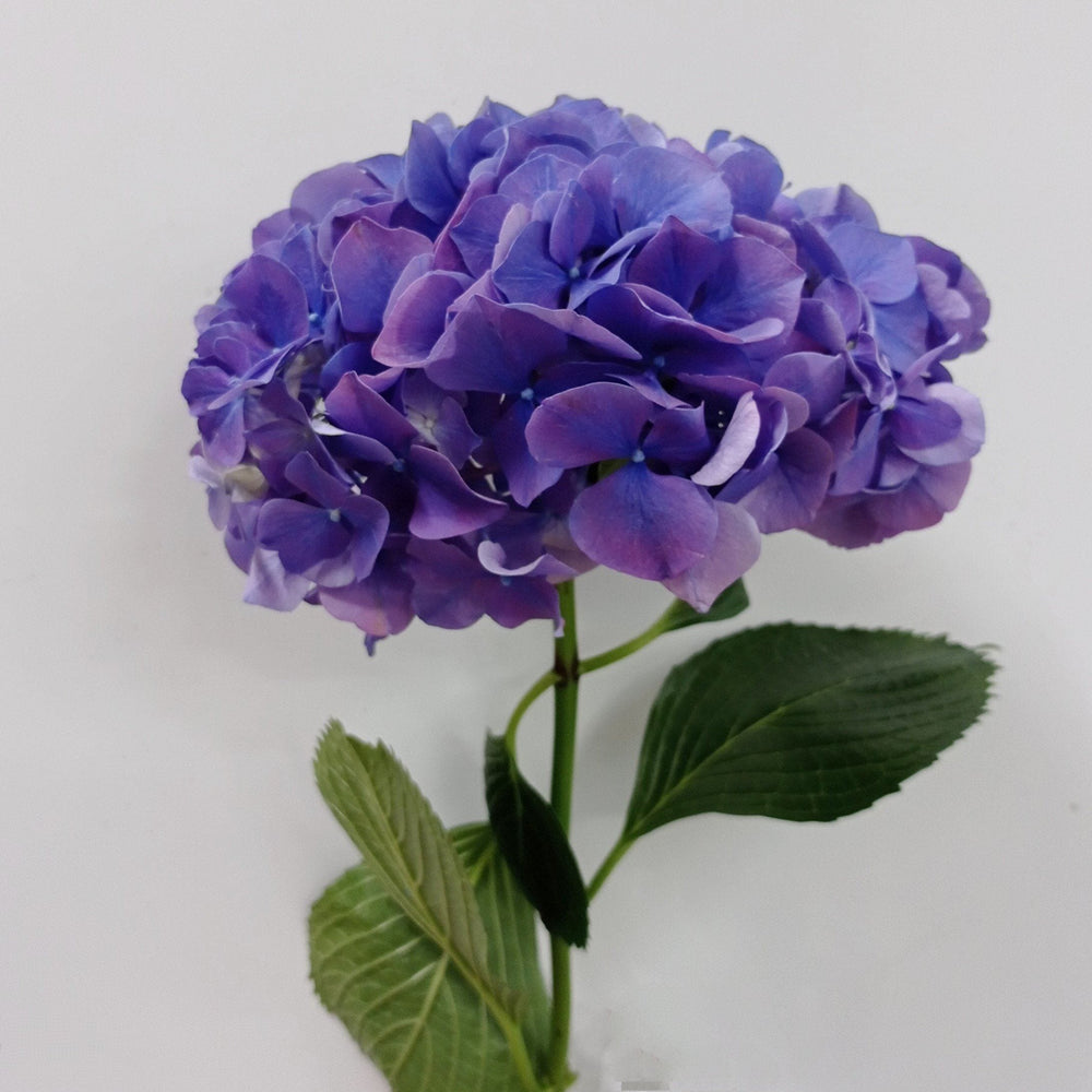 Hydrangea - Purple (Flower Head Size: 18-20cm)