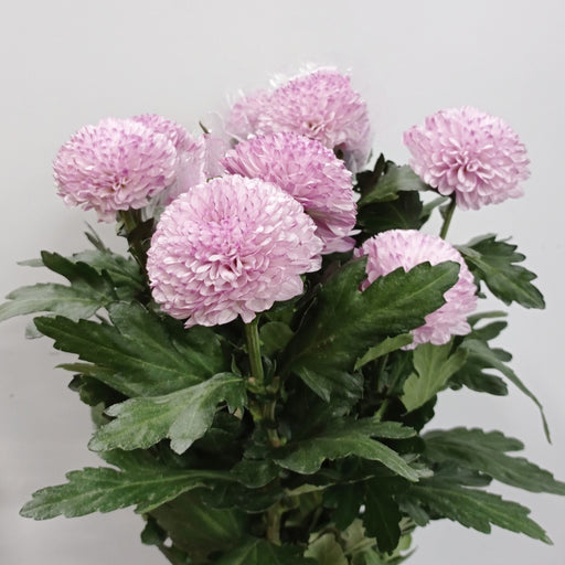 Chrysanthemum Ping Pong (Imported) - Purple [5 Stems]