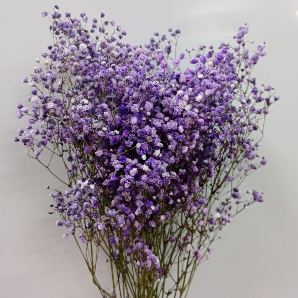 Gypsophilla Baby Breath  - Purple [10 Stems]