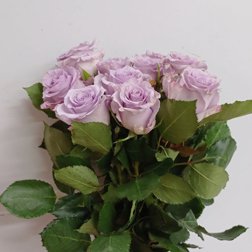 Rose Morning Dew 50cm (Imported) - Light Purple