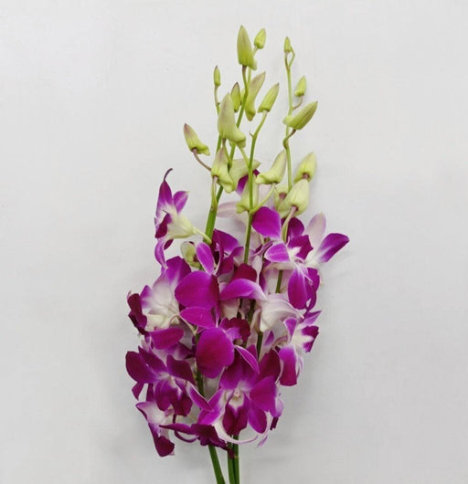 [Full Bloom] Orchid (Imported) - Bon [10 Stems]
