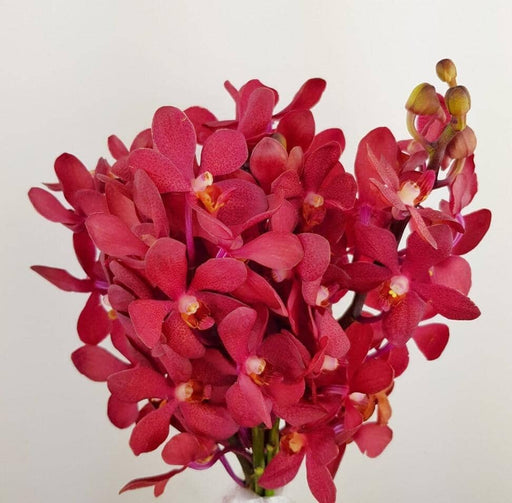 Orchid (Imported) - Maroon [10 Stems]
