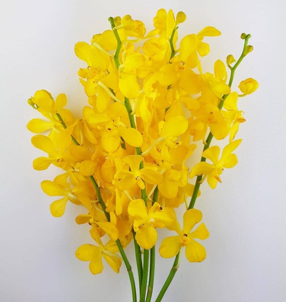 Orchid - Yellow (5 Stems)