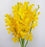 Orchid (Imported) - Yellow [10 Stems]