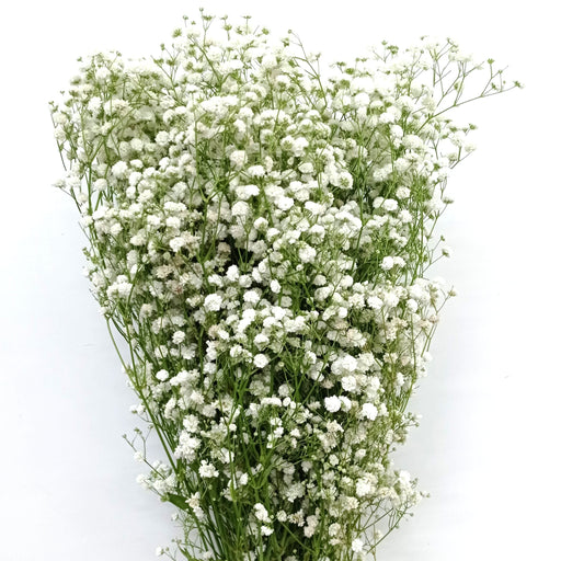[Full Bloom] Baby's Breath (Imported) - White [25 Stems]