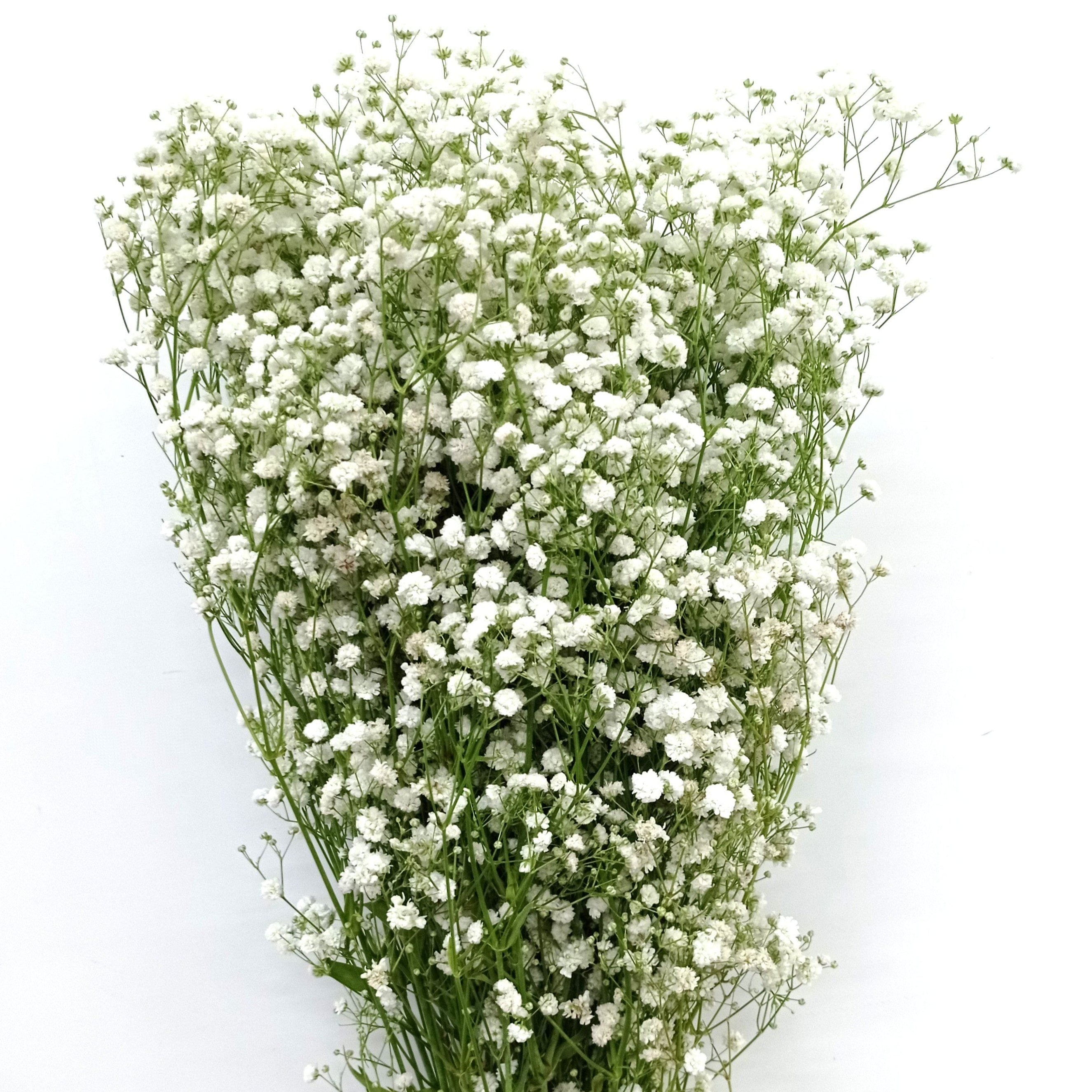 Fresh Baby's Breath Wholesale