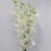 Orchid L (Imported) - White [5 Stems]