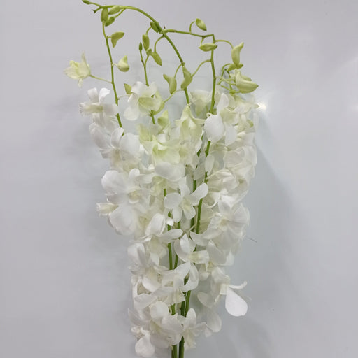 Orchid - White [5 Stems]