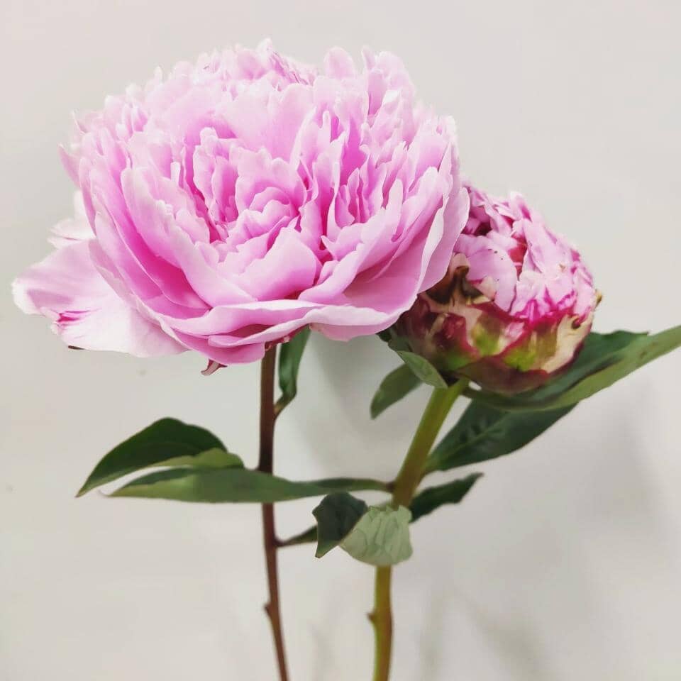 Peony - Light Pink 莎拉芍药
