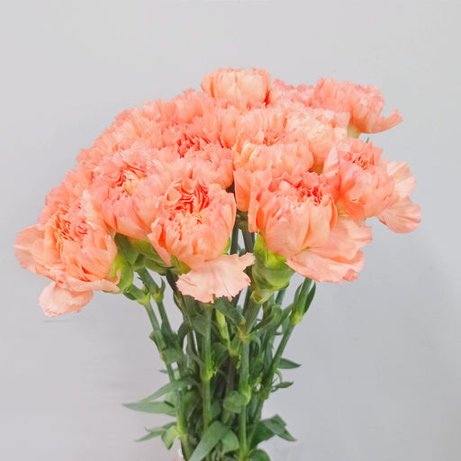 PRE-ORDER Carnations (Imported) - Dark Orange [20 Stems]