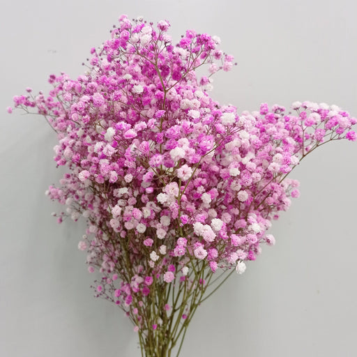 Dried Baby's Breath - Light Pink