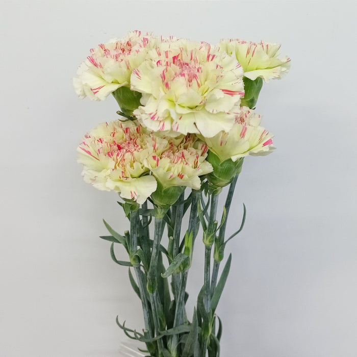 Carnation (Imported) - 2 Tone Light Green Pink